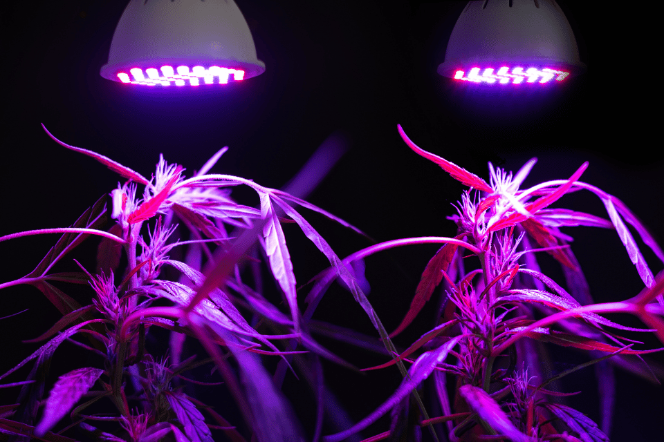 Die Bedeutung von LED-Pflanzenlampen für die Indoor-Aufzucht von Cannabis