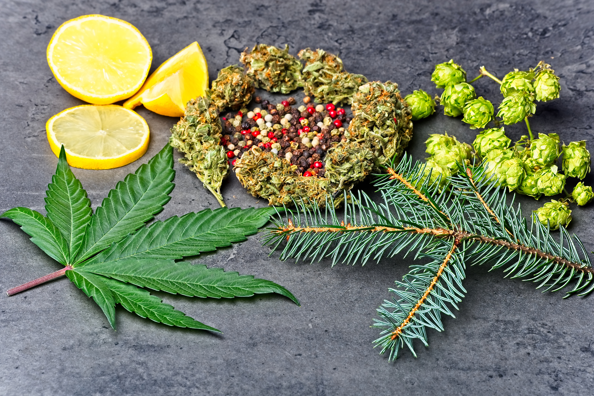 Terpene und ihre Bedeutung in Cannabispflanzen