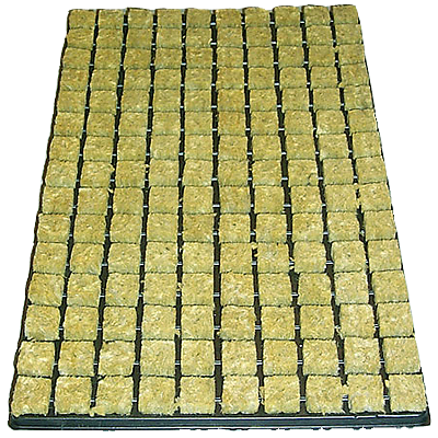 Hanf Stecklings Tray von Cultilene für 150 Pflanzen