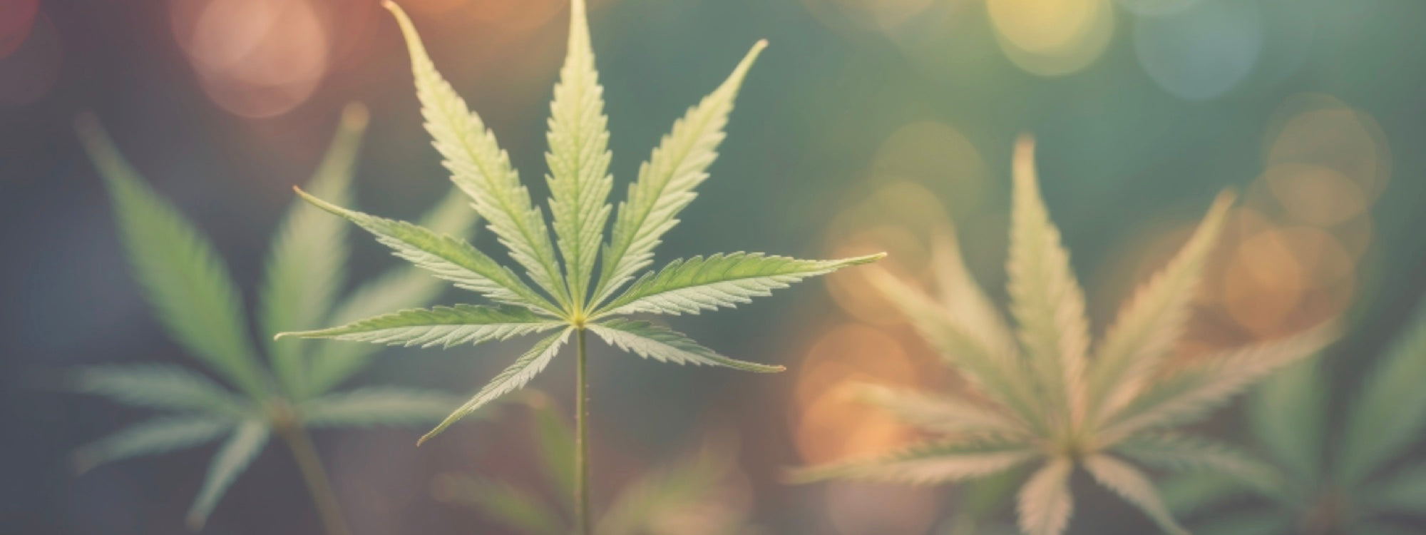 Bannr Website mit HAnfblatt