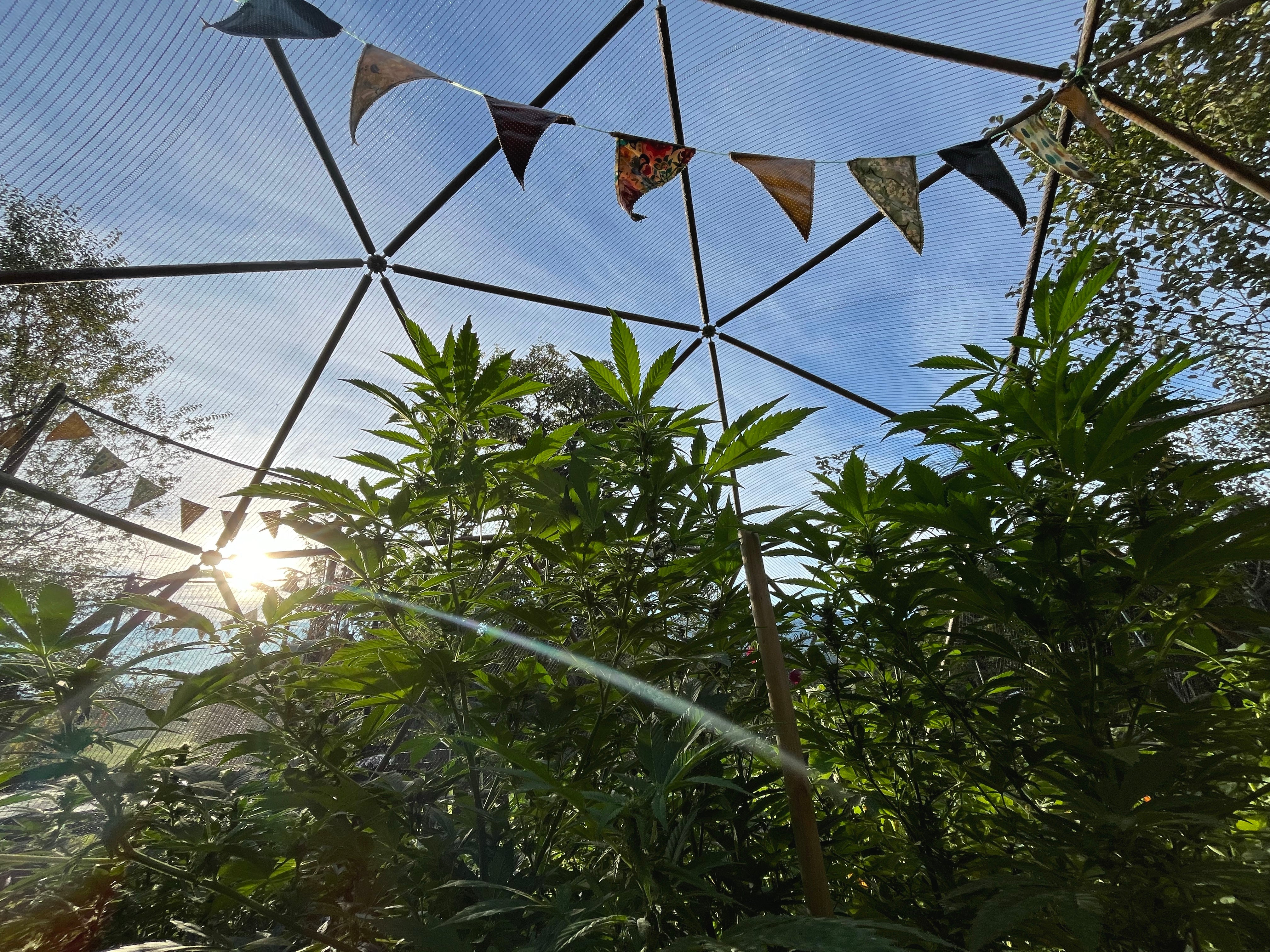 Dome mit Hanf