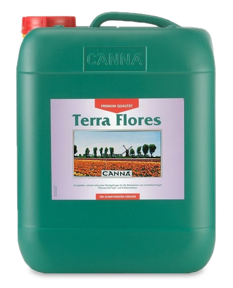canna terra flores