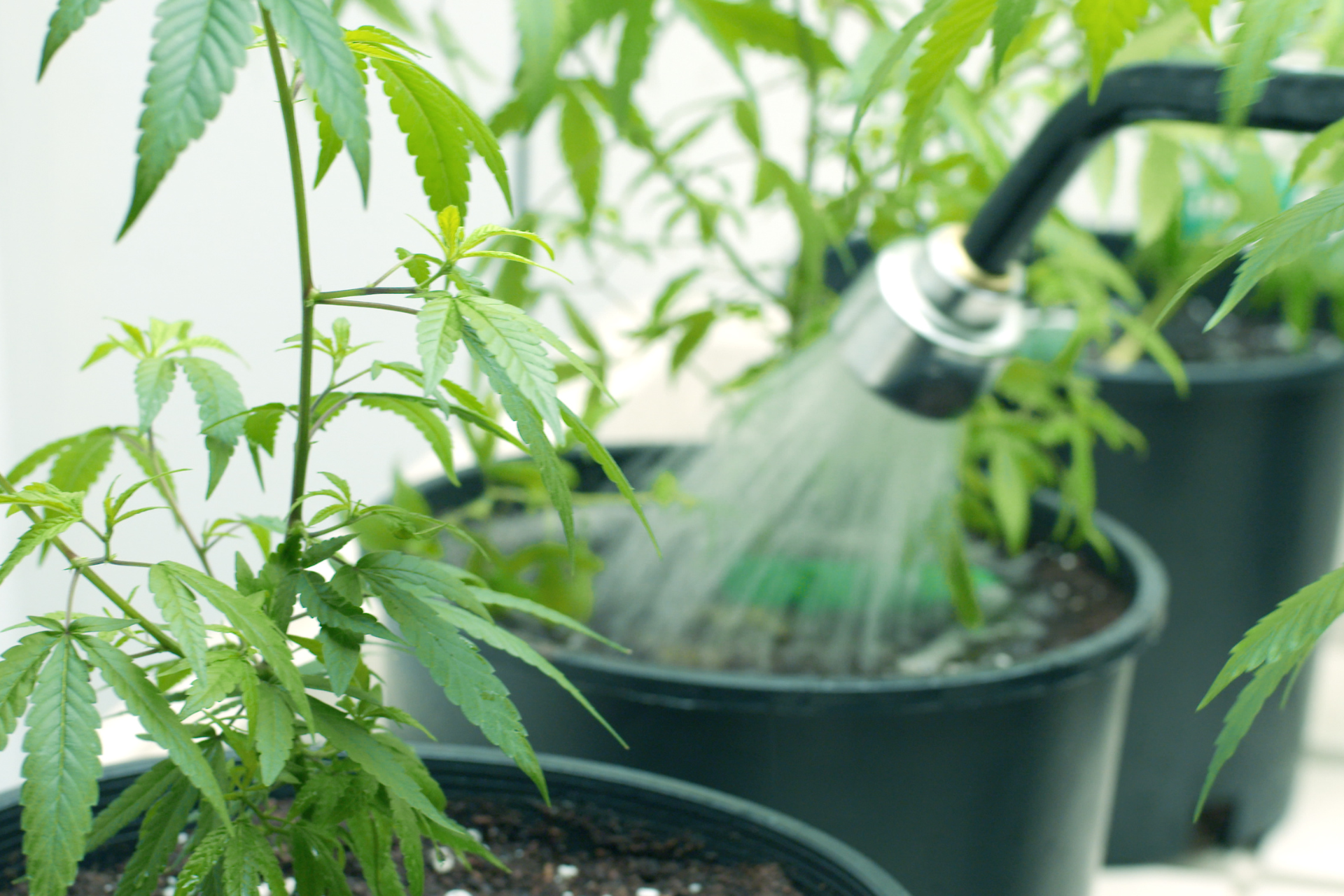 Bewässerungssystem für Cannabispflanzen im Home-Growing
