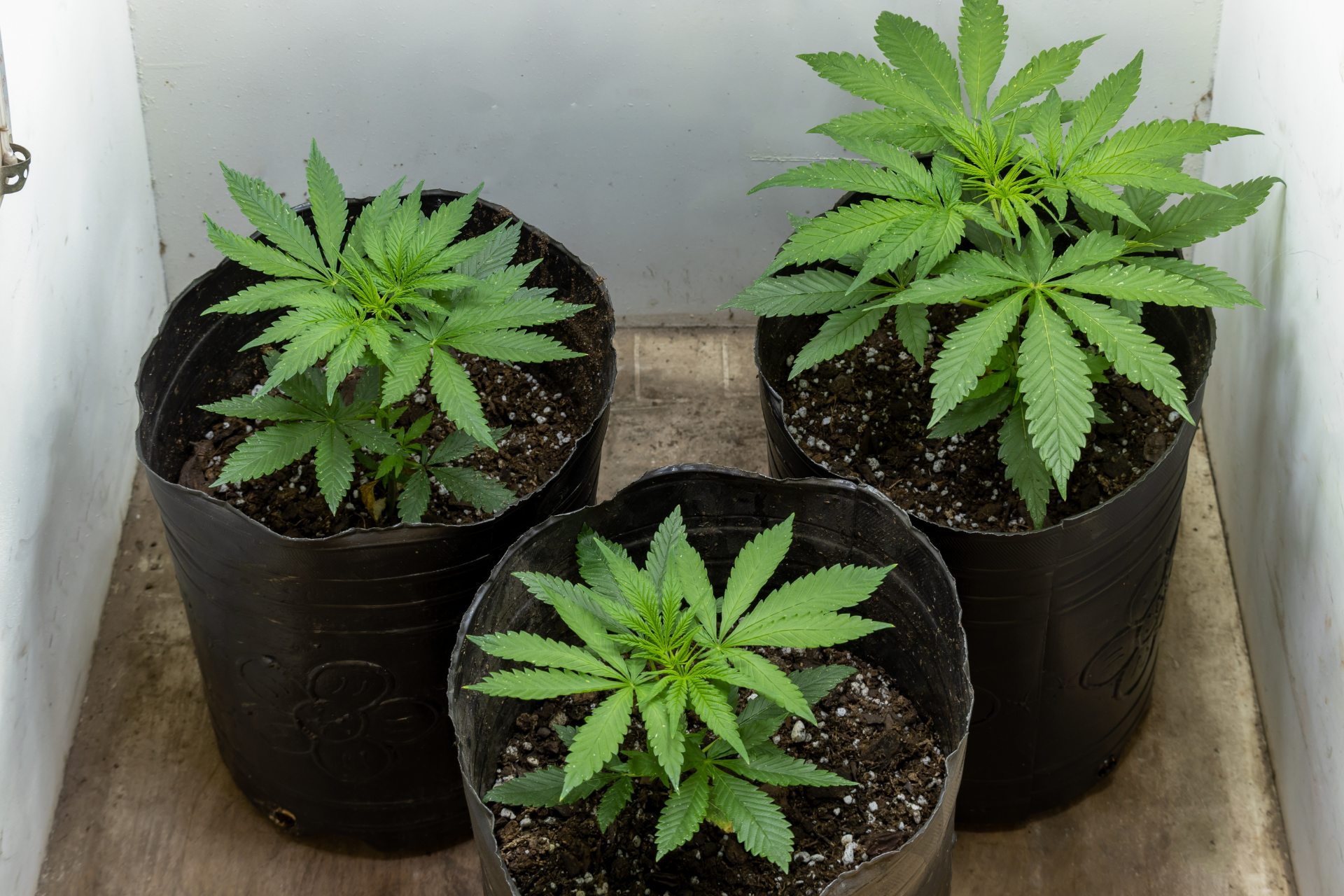 Der richtige Dünger für Cannabispflanzen: Ein Leitfaden für gesundes Wachstum