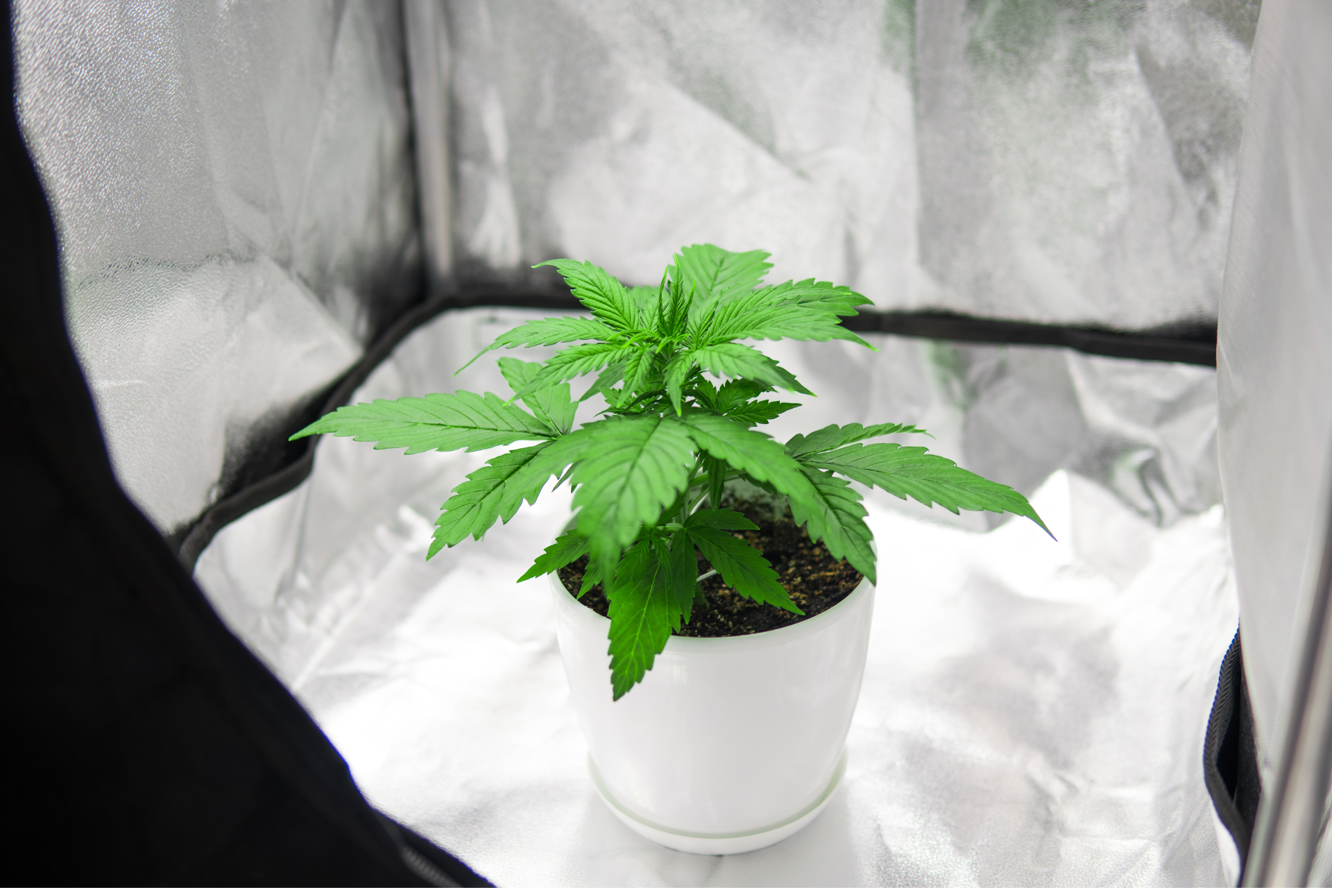Indoor Growing von Cannabispflanzen: Tipps und Produkte von Growbox
