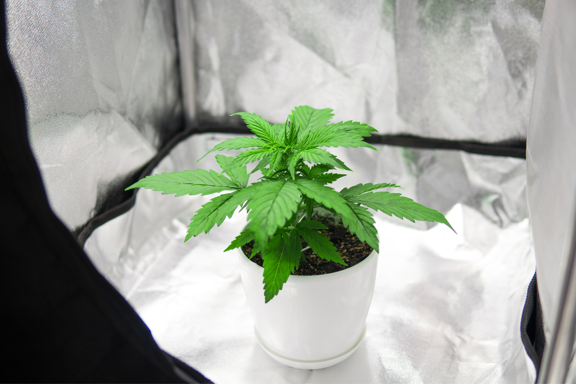 Indoor Growing: Tipps und Produkte von Growbox