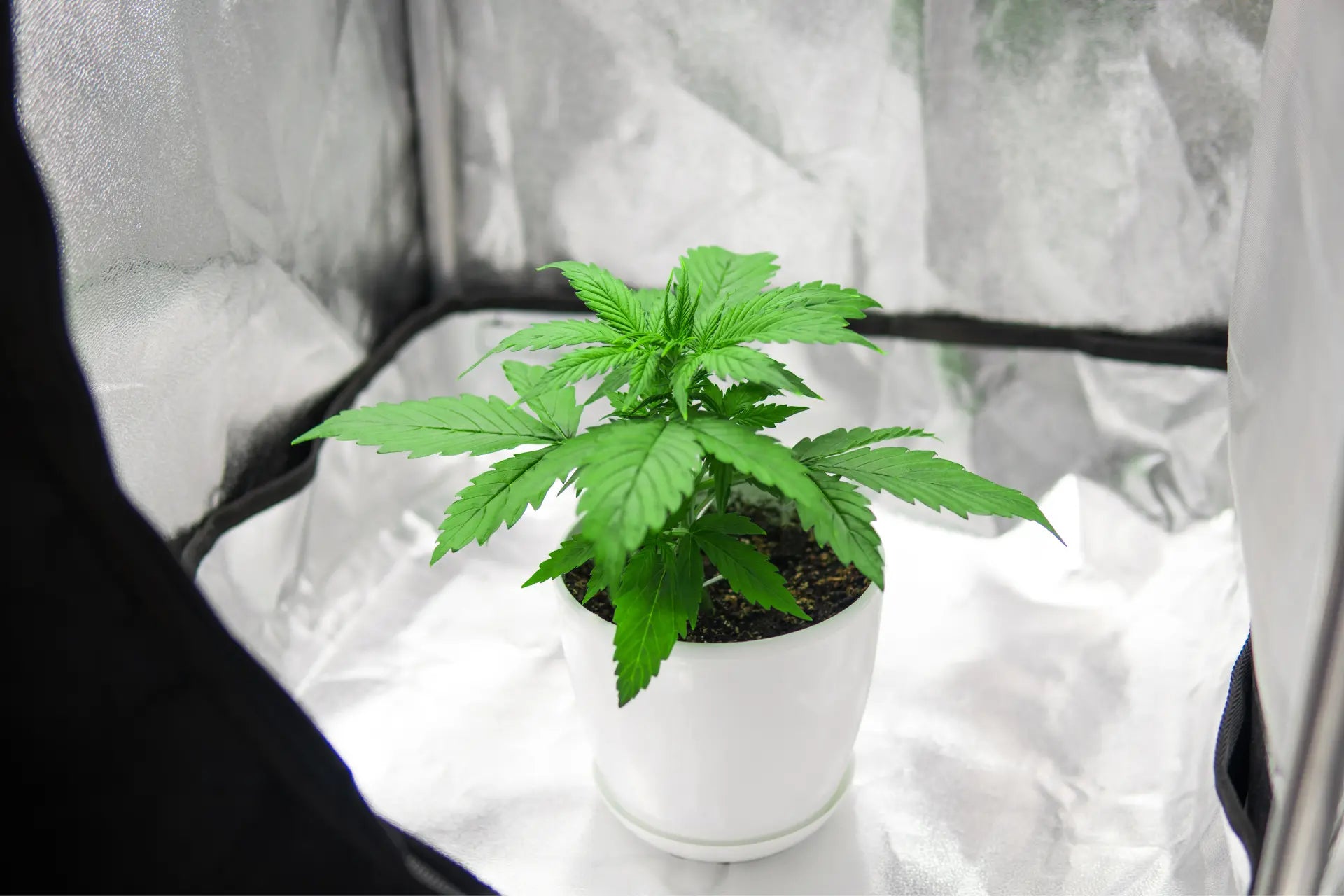 Indoor-Growing-Tipps-und-Produkte-von-Growbox GROWBOX.CH