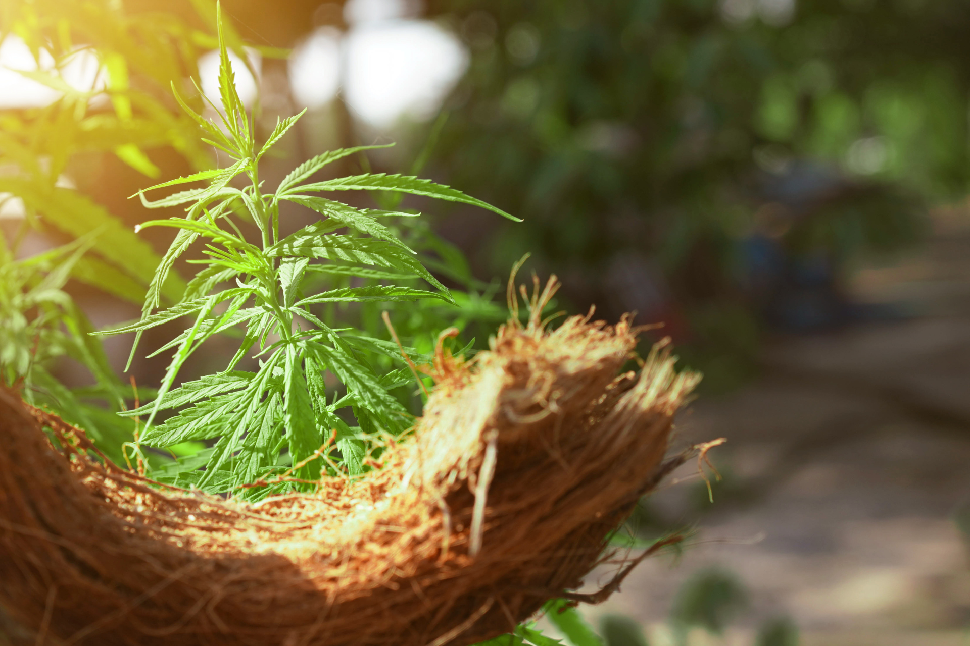 Kokoserde als Basis für Cannabisanbau: Eine nachhaltige und effektive Wahl