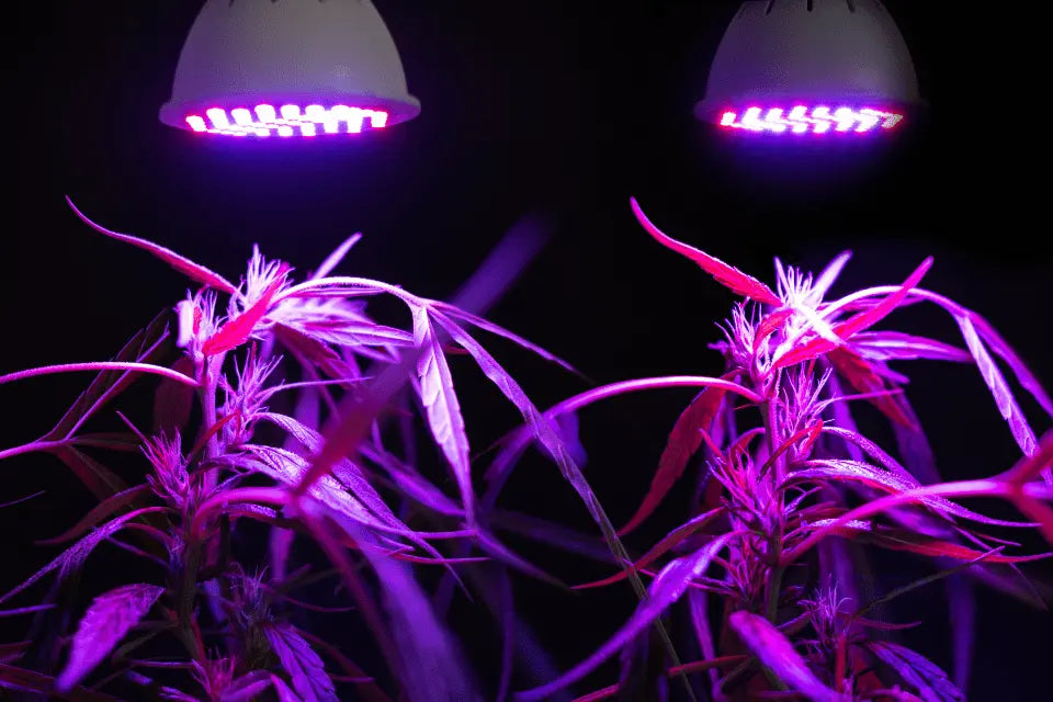 Die-Bedeutung-von-LED-Pflanzenlampen-für-die-Indoor-Aufzucht-von-Cannabis GROWBOX.CH