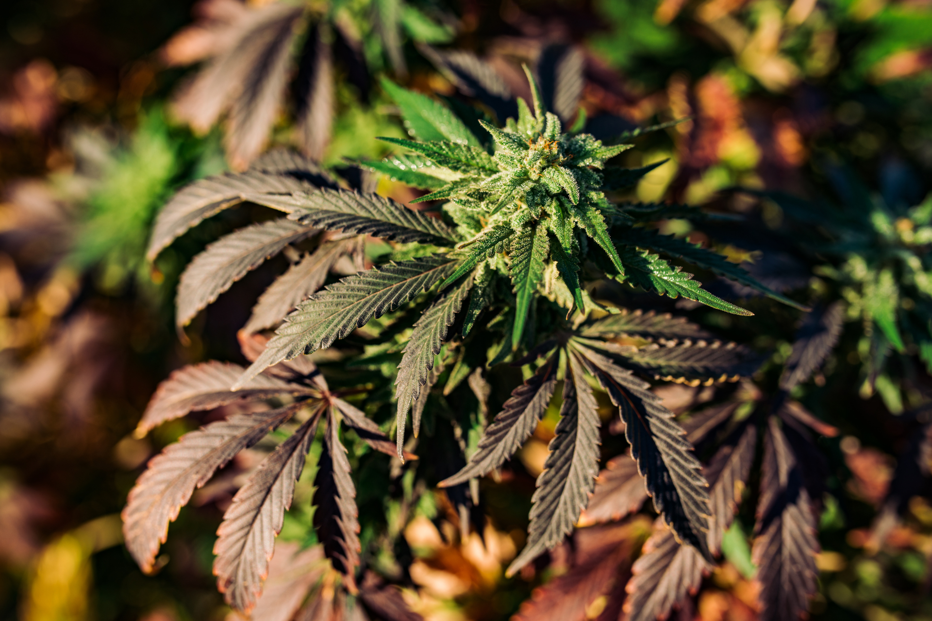 Ein Blick auf verschiedene Phasen des Cannabispflanzen-Wachstums
