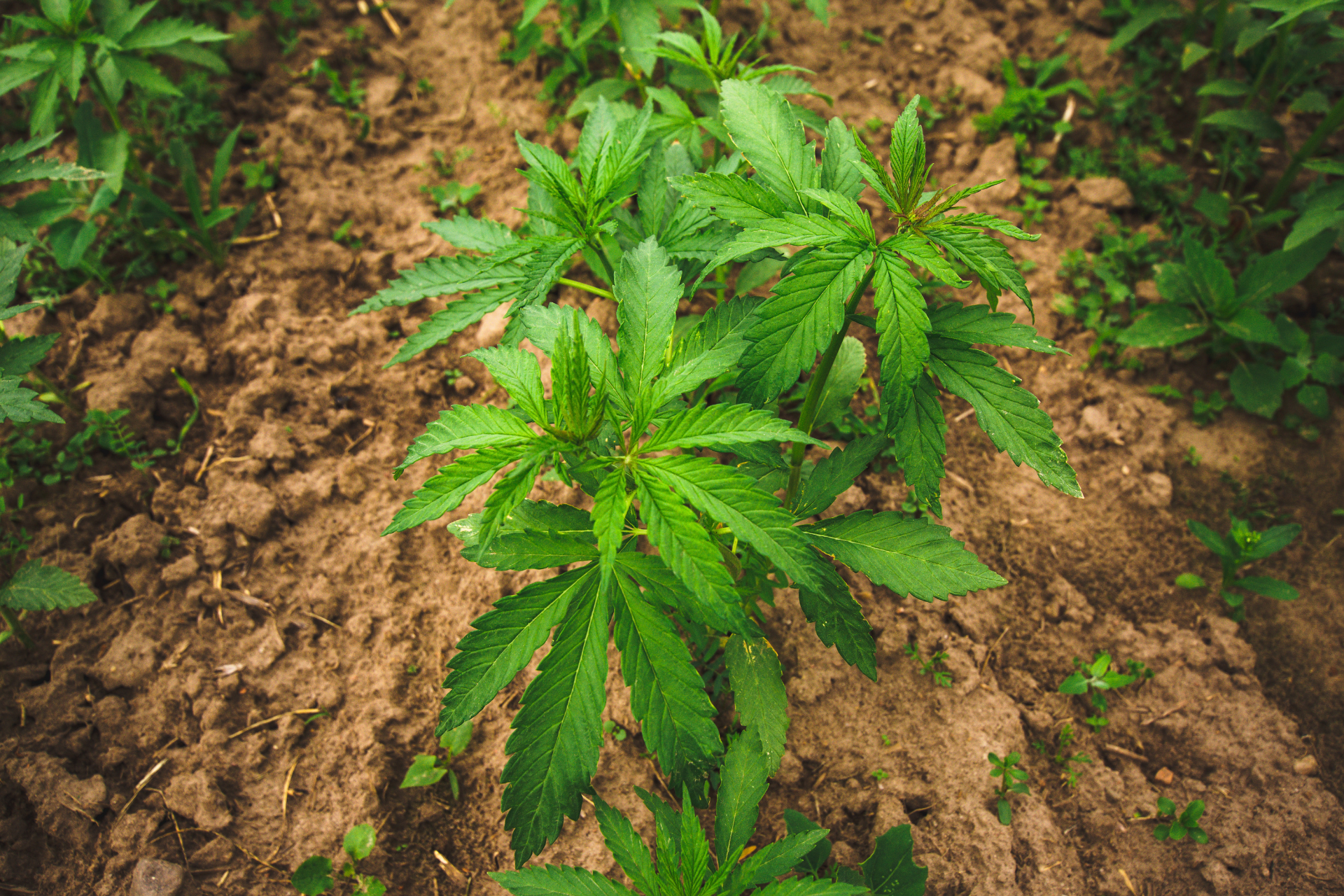 Anbaumedien für Cannabispflanzen im Vergleich: Eine Übersicht
