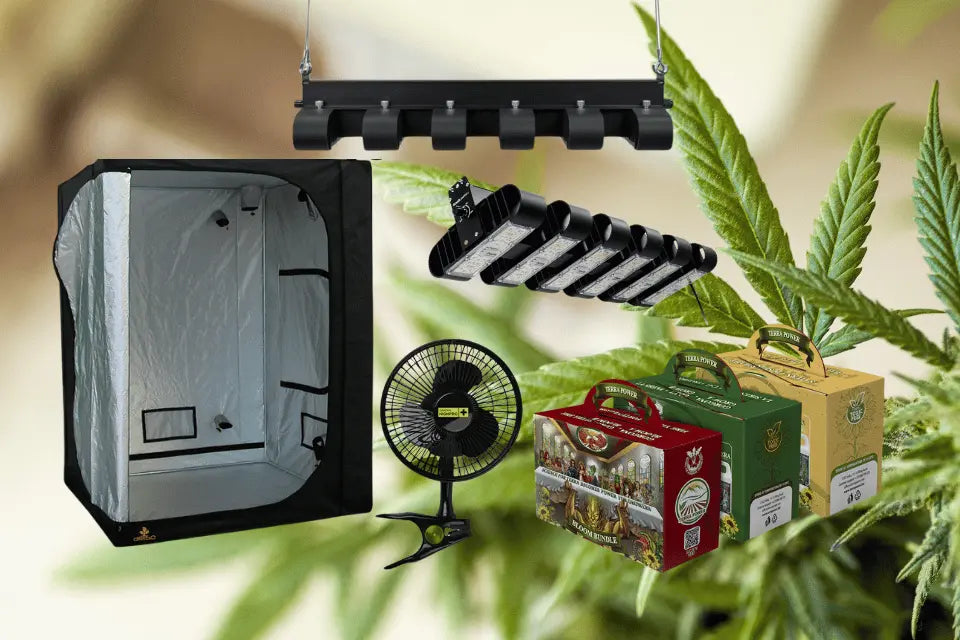 Zimmergewächshäuser für Cannabispflanzen: Eine Einführung in effizientes Indoor Growing