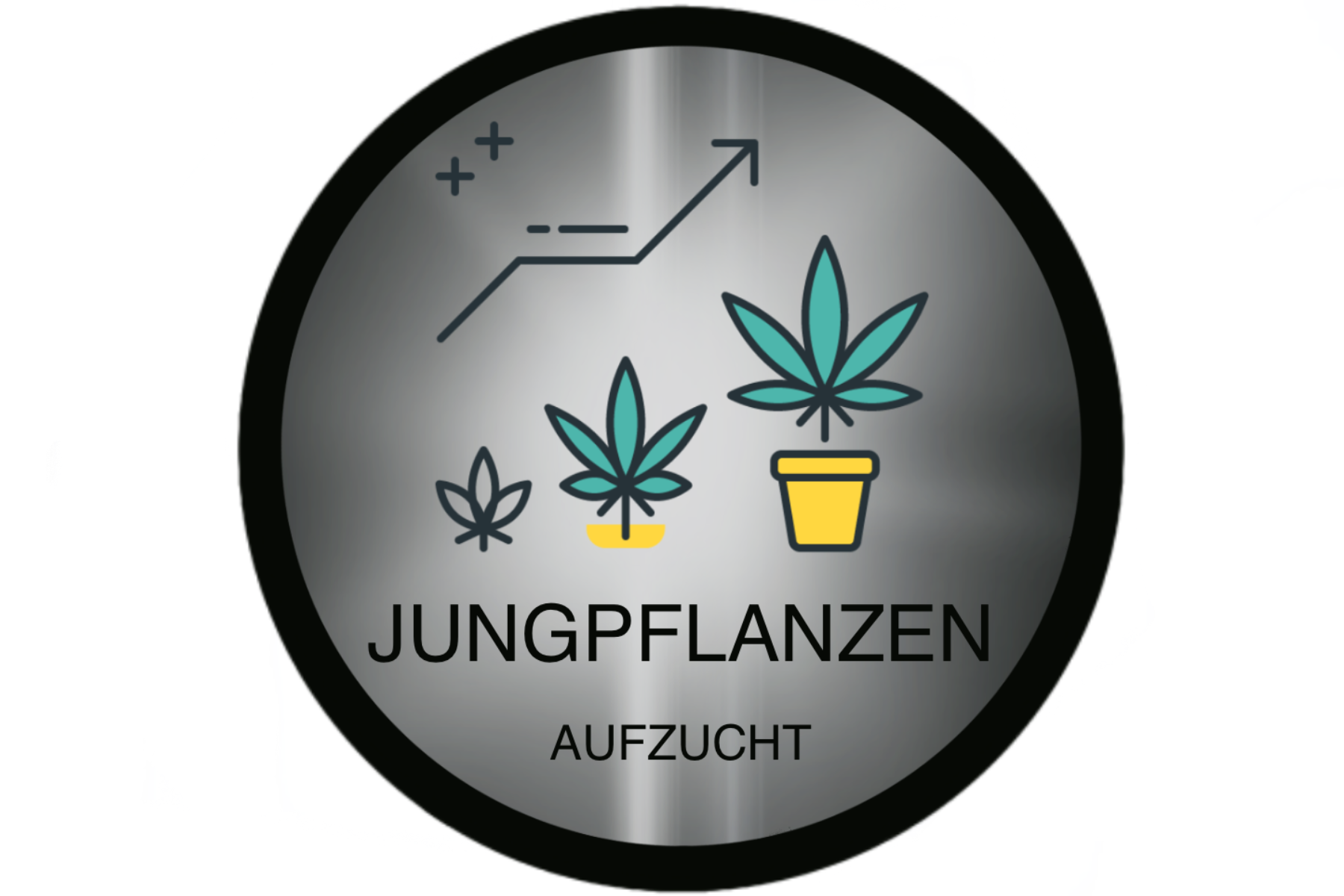 Jungpflanzen Aufzucht